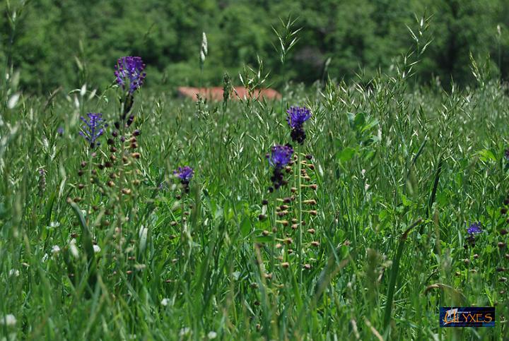 muscari comosum.JPG